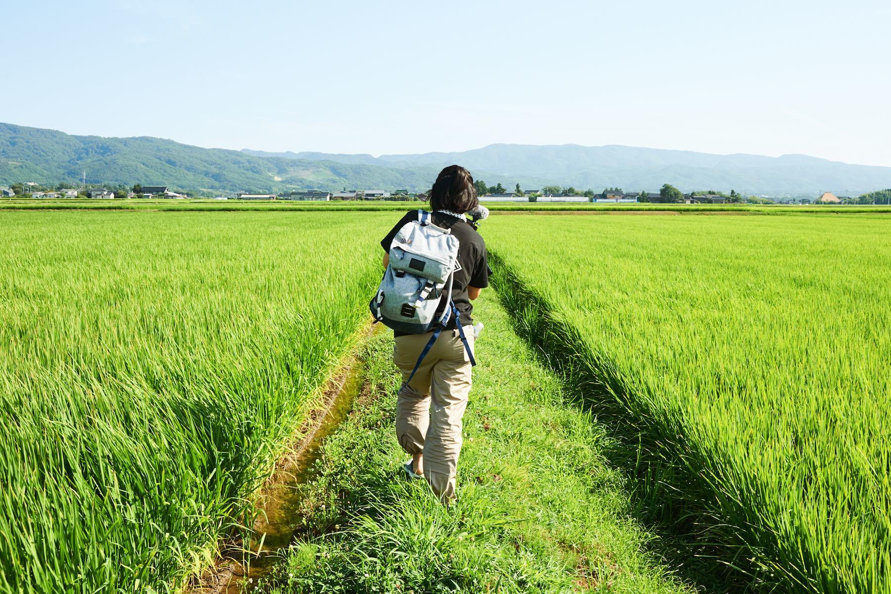 佐渡にいる間、石井さんは軽いフットワークで酒蔵はもちろん、酒米がつくられた田んぼなどへも出かけて行った。
