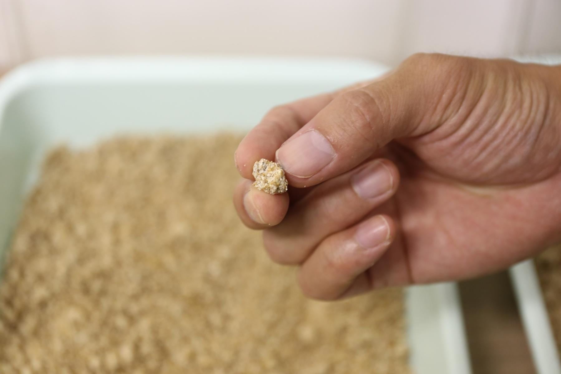 醤油づくりの始まり、麹。蒸した大豆と炒った小麦にふりかけた麹菌が酵素を生み出し、タンパク質を旨味成分のアミノ酸に分解してくれる。
