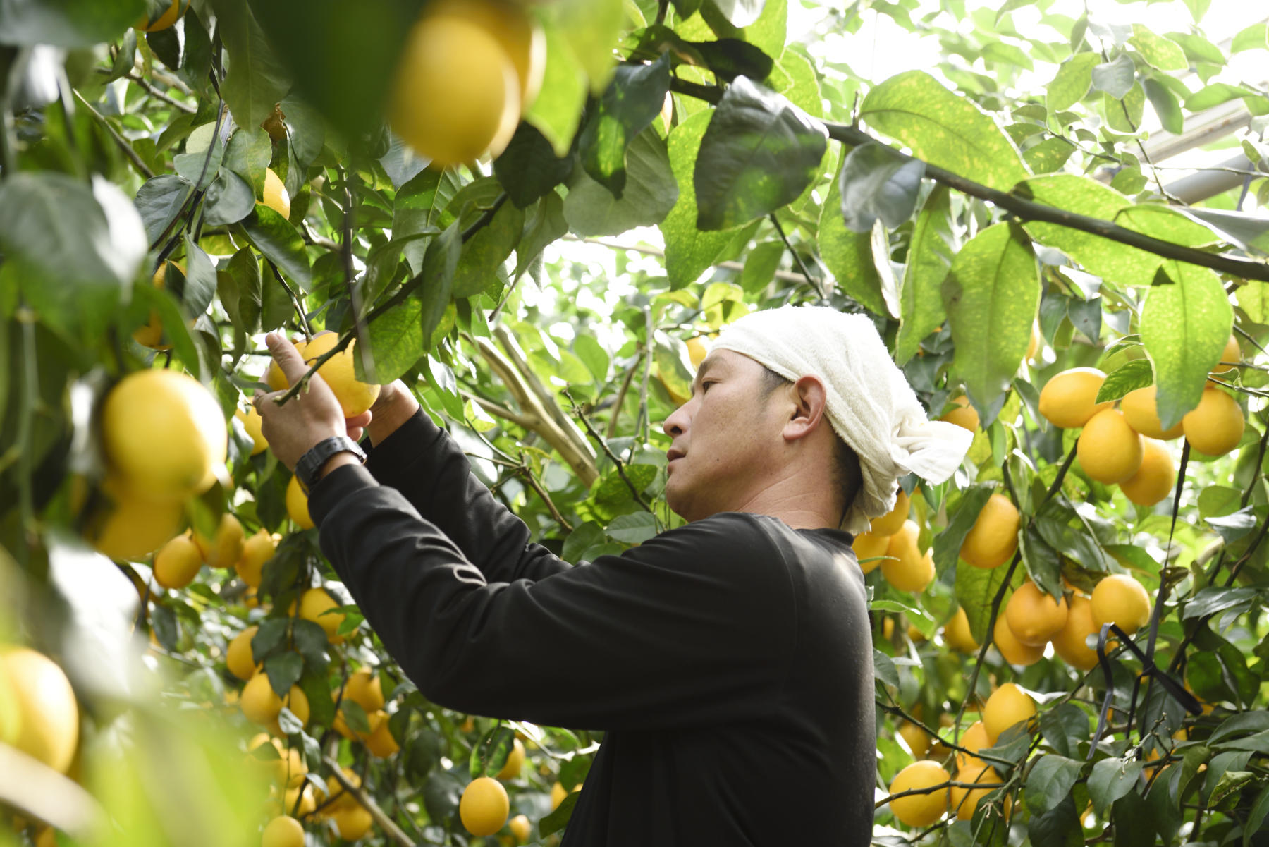 レモンをつくる西浜聡さん。