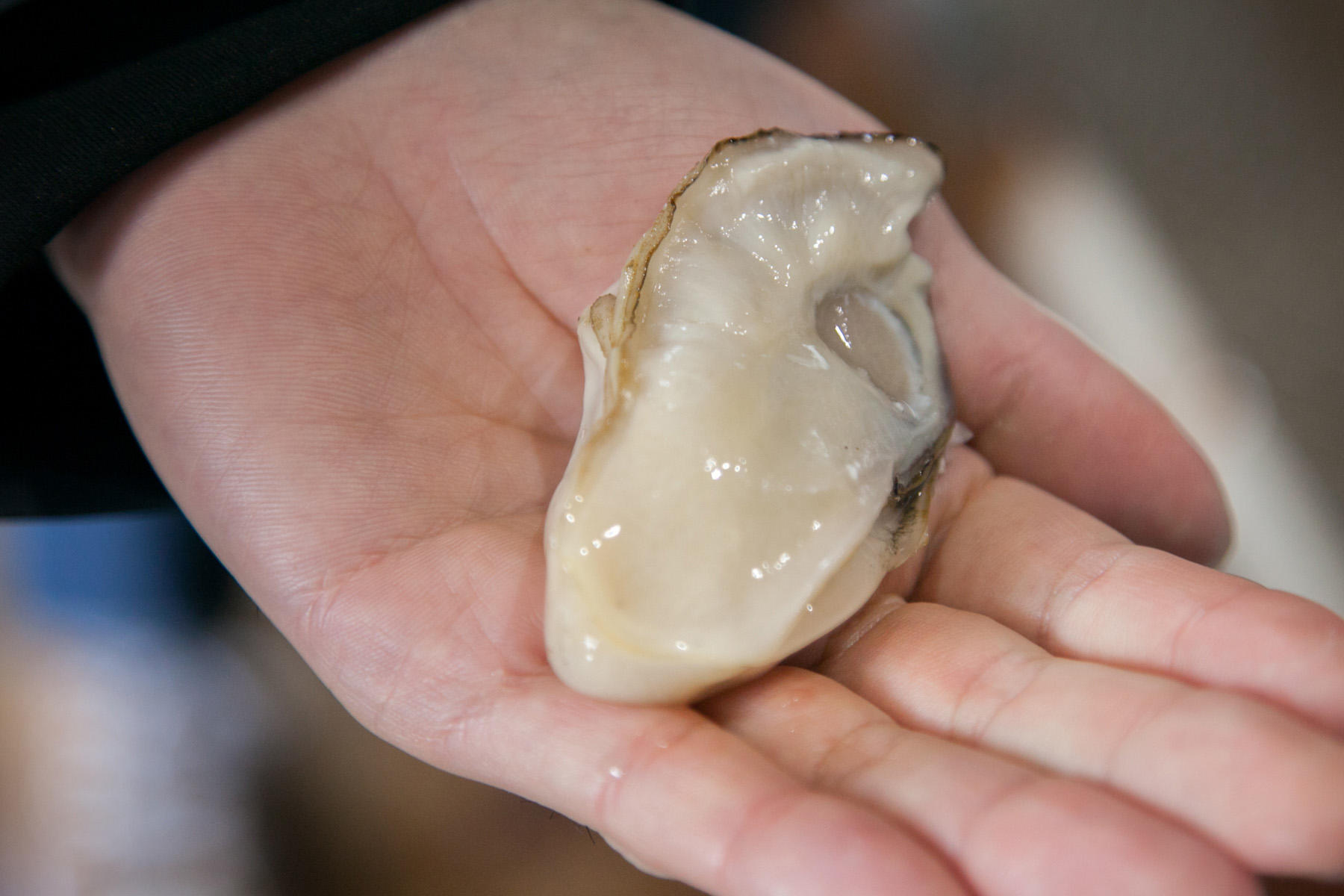 ぷっくり太った牡蠣はなめらかでジューシー