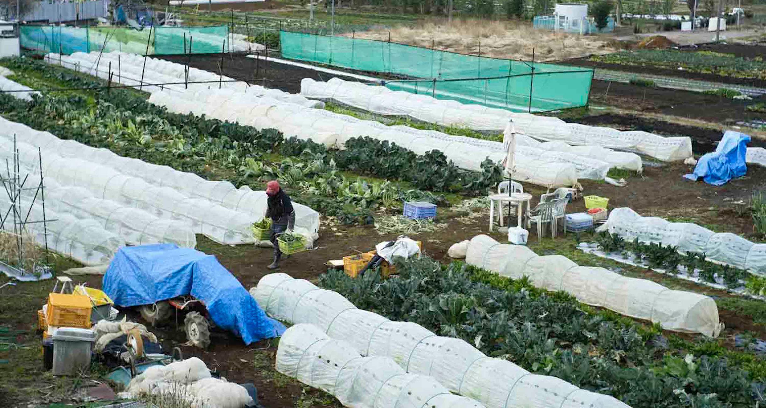 「オステリア ジョイア」の畑とワインのこと。