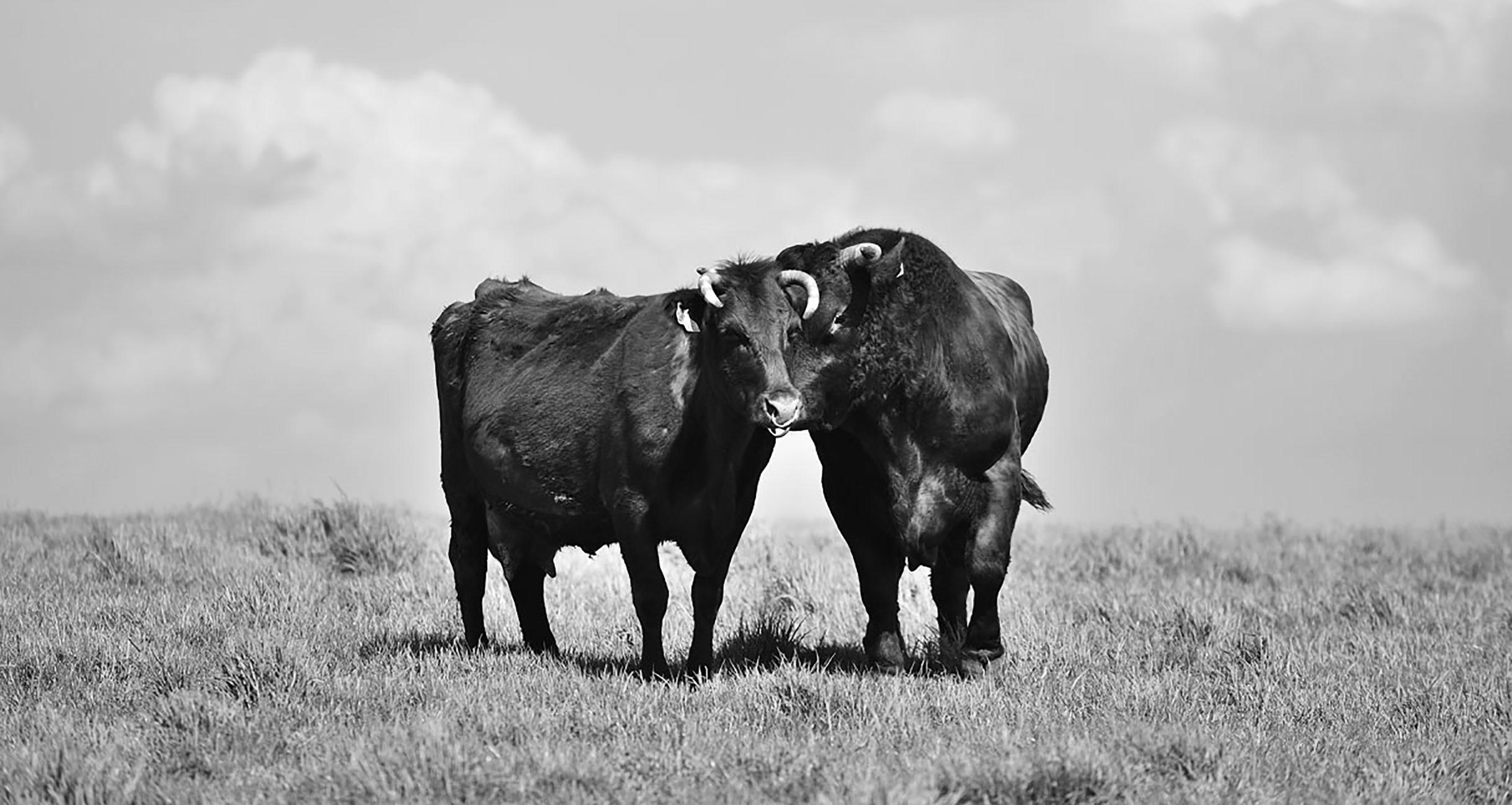 牛を食べるということ。