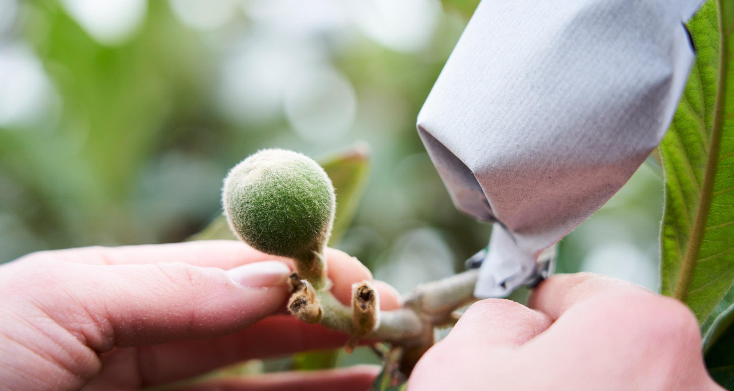 千葉生産者応援クラウドファンディング