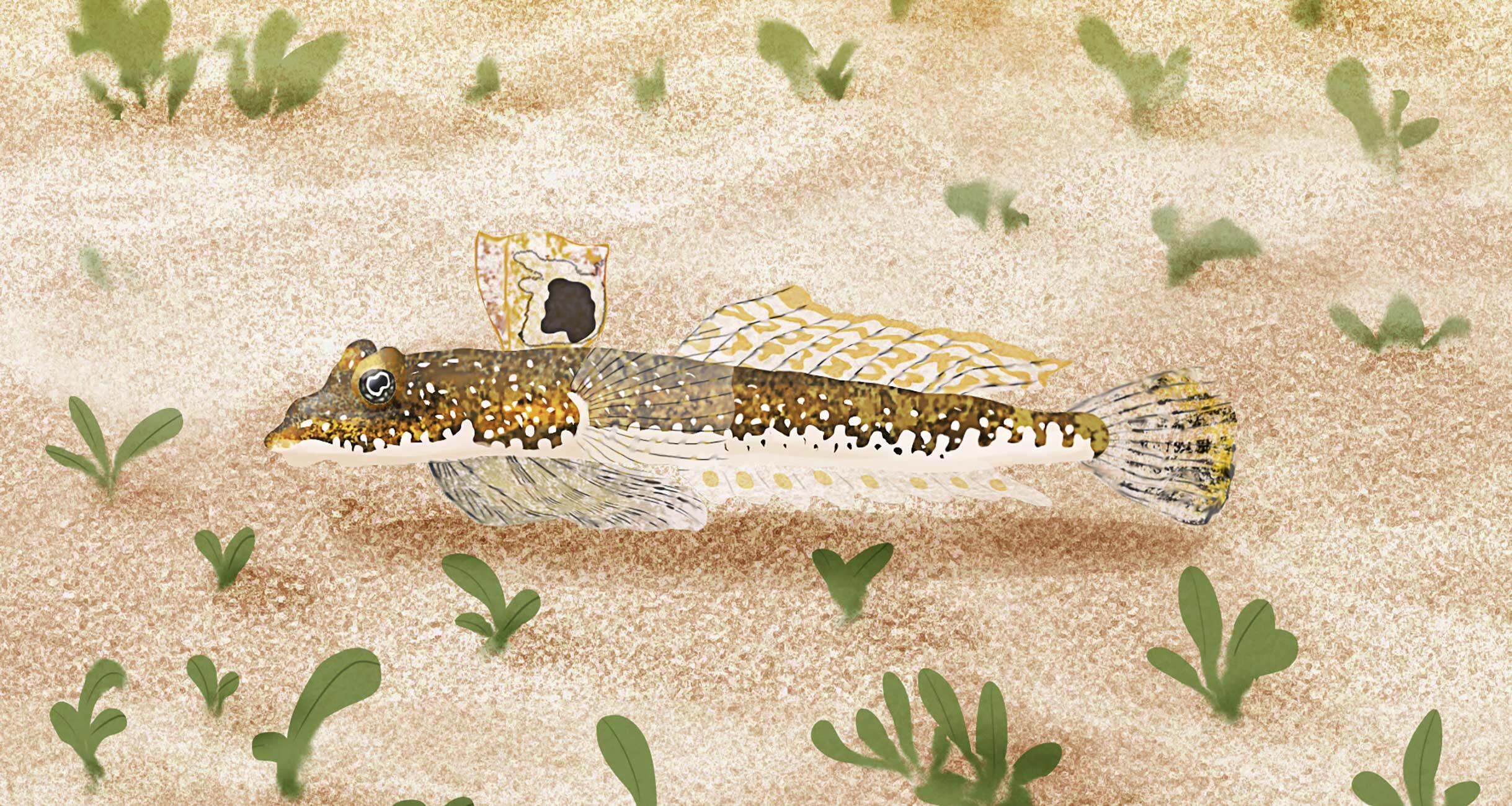 東京の天ぷらで定番のネズッポ科の魚とは 怪魚の食卓 怪魚の食卓 公式 Dancyu ダンチュウ