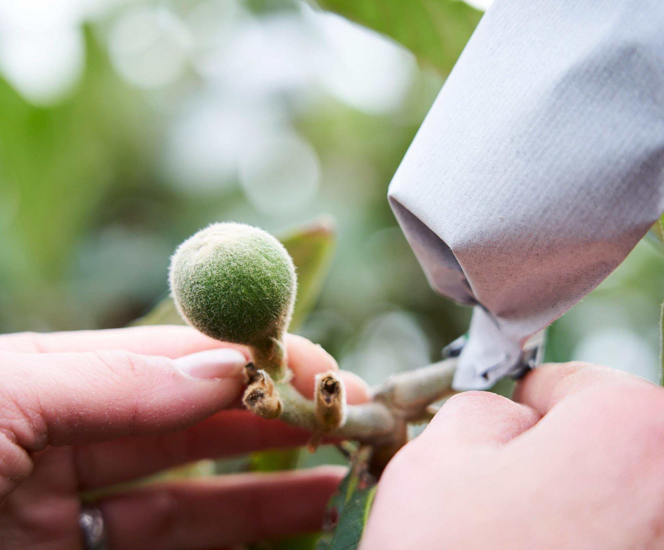 千葉生産者応援クラウドファンディング