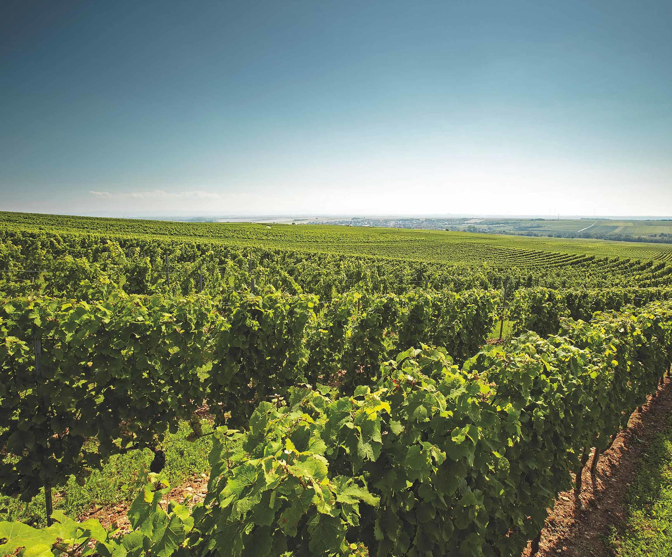 ドイツワインの轍。