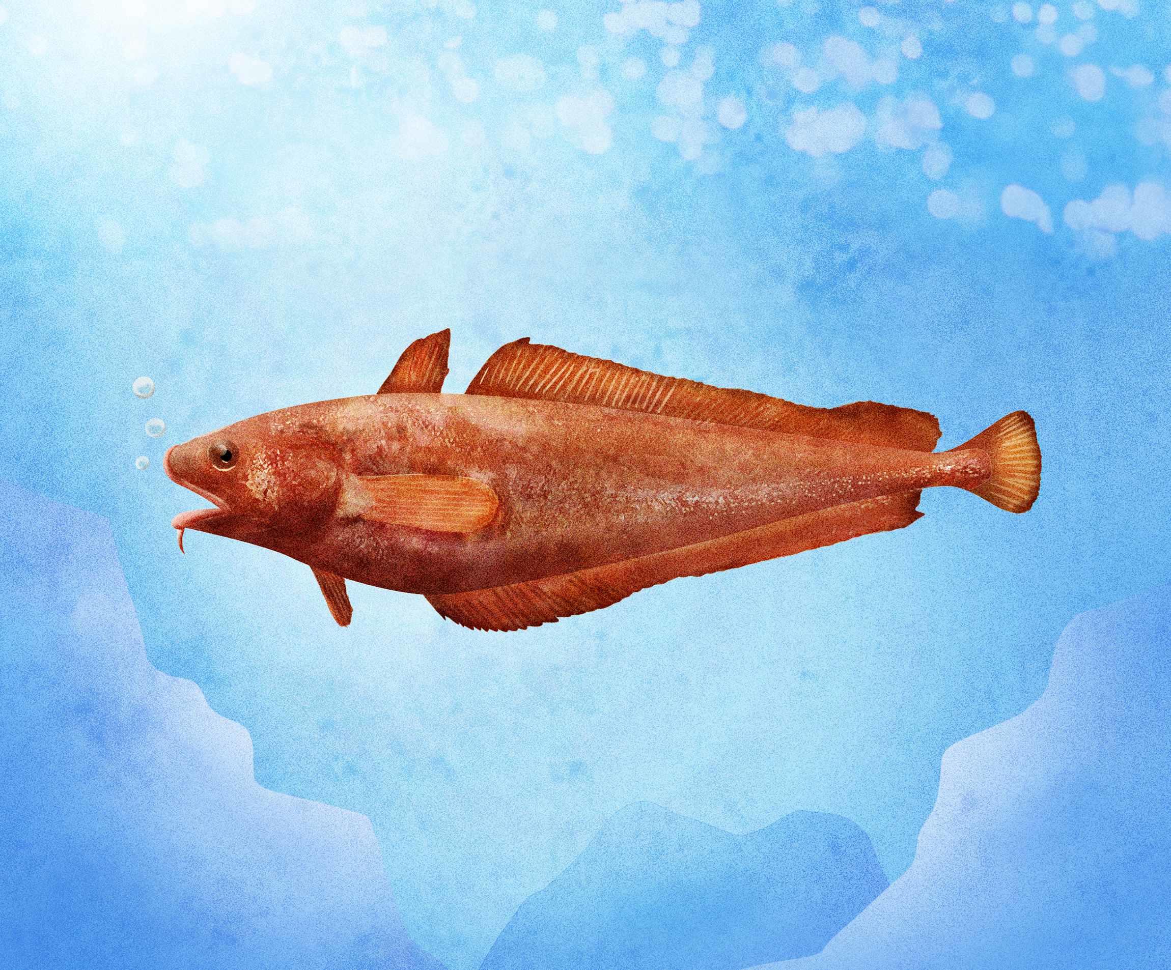肝が旨いヌルヌルの深海魚 怪魚の食卓 怪魚の食卓 公式 Dancyu ダンチュウ