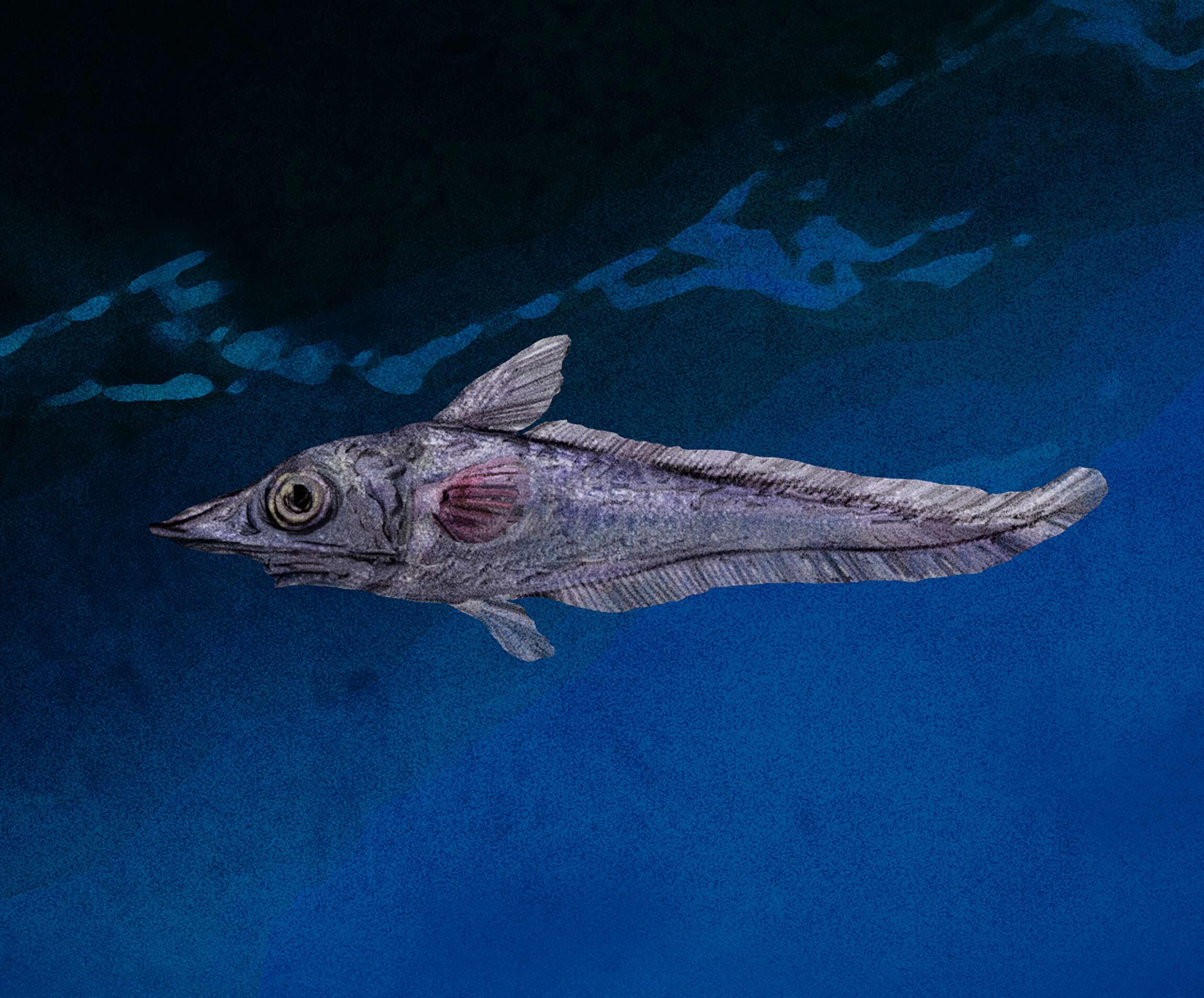 食用深海魚のダントツ人気の魚とは 怪魚の食卓85 怪魚の食卓 公式 Dancyu ダンチュウ