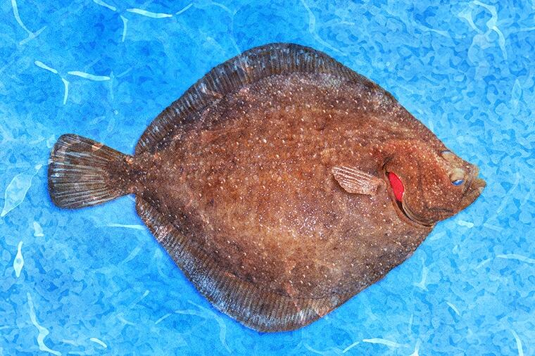 骨せんべい界の王者はこの魚!|怪魚の食卓⑩
