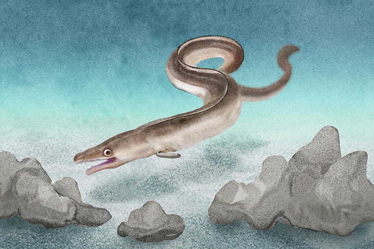 獰猛で生命力が強い夏の高級魚とは?|怪魚の食卓㉑