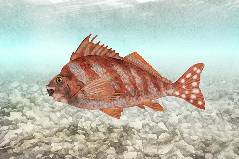 手ごわいがモチモチで旨い!|怪魚の食卓㉕