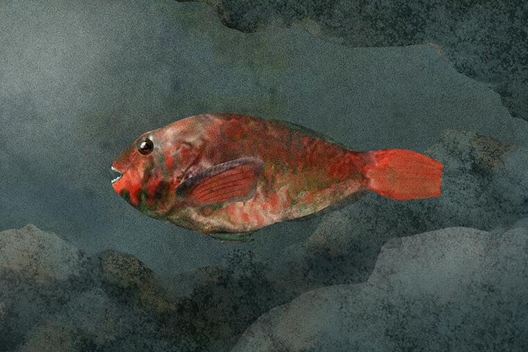 べっこう寿司になる怪魚|怪魚の食卓㊸