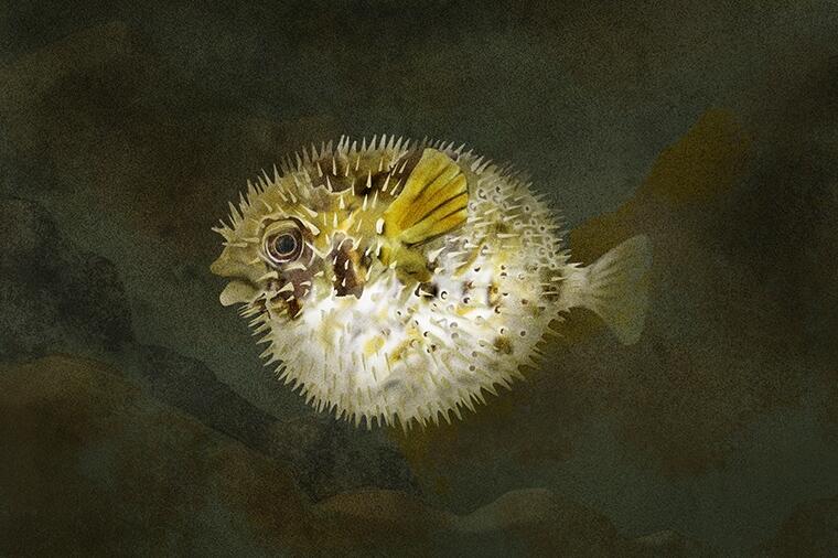 針があっても食べられる?|怪魚の食卓㊺