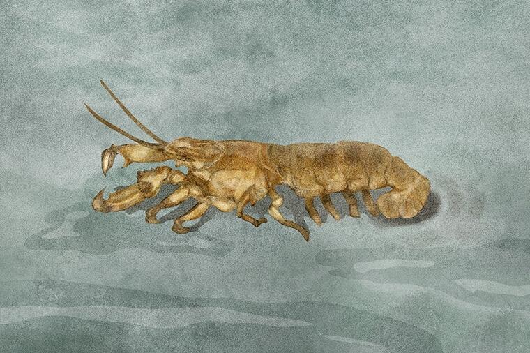 見た目はシャコだがシャコじゃない|怪魚の食卓65