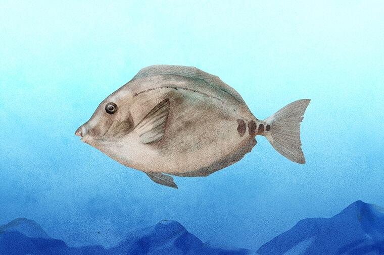 べっこう寿司になる怪魚 怪魚の食卓 怪魚の食卓 公式 Dancyu ダンチュウ