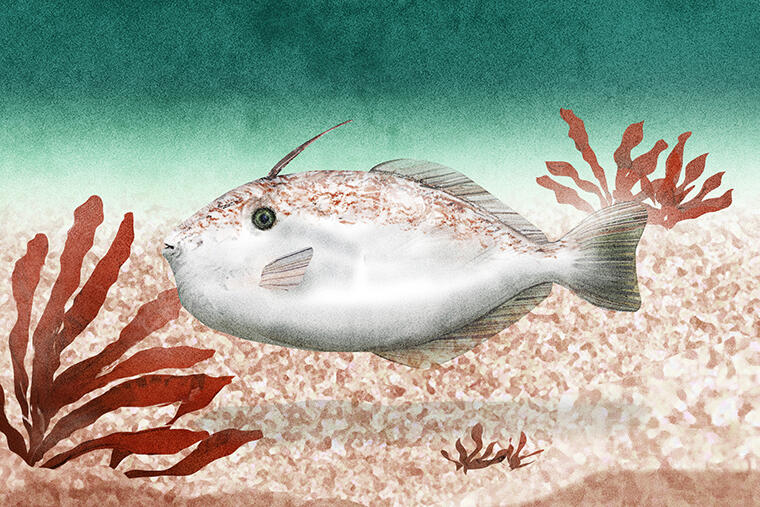 カワハギより旨い?|怪魚の食卓71