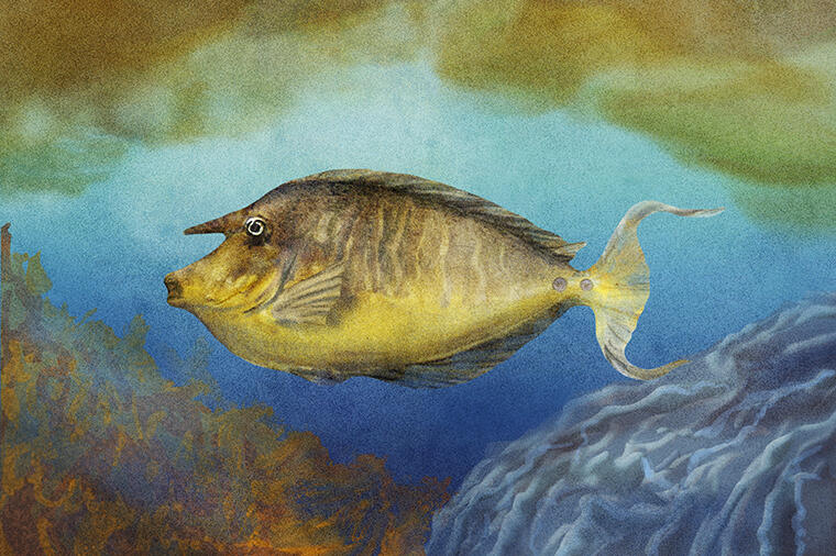 天狗の鼻のような角を持つ?|怪魚の食卓76