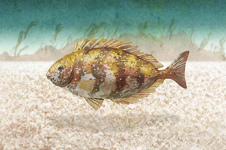 独特の香りがクセになる|怪魚の食卓81