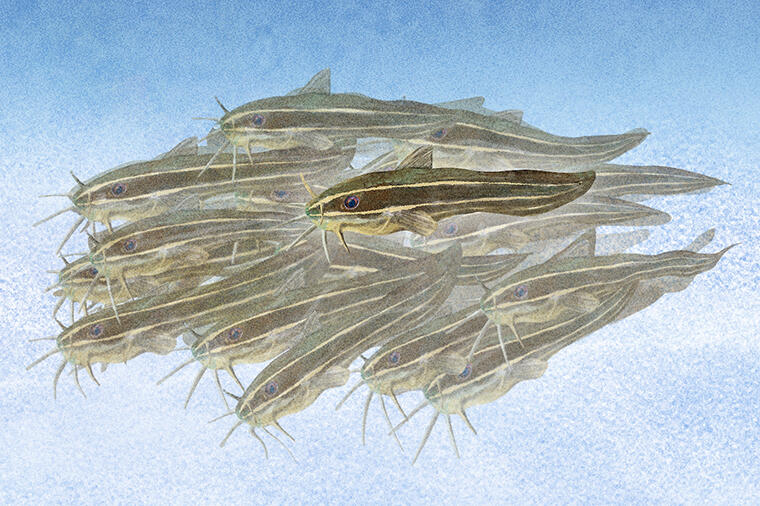 毒があっても食べたい!?|怪魚の食卓87