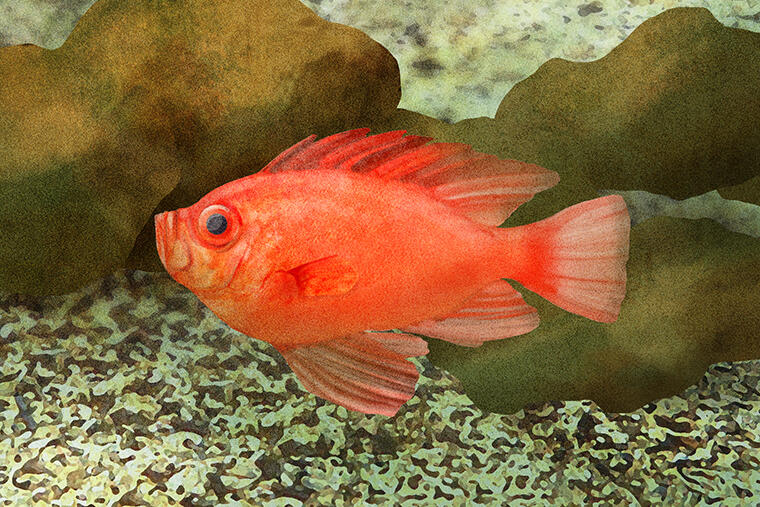 釣り人も喜ぶ真っ赤な魚体|怪魚の食卓89