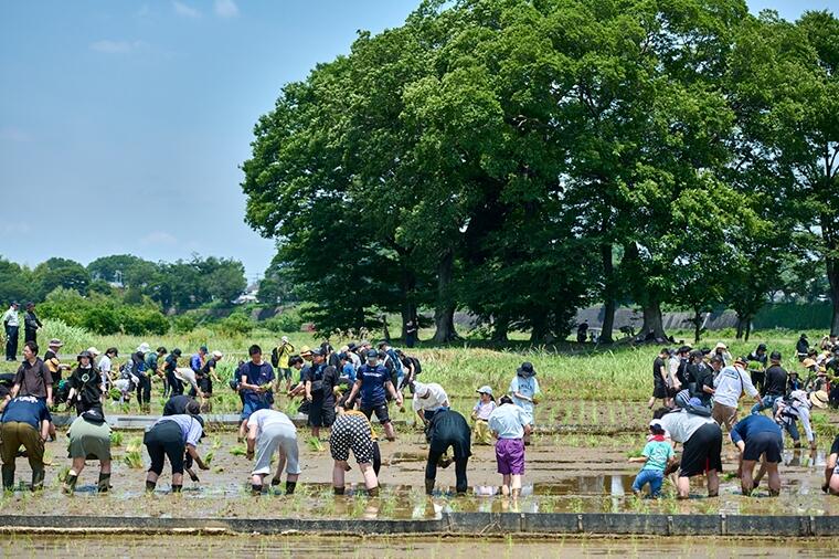 【自分で刈った酒米がオリジナル日本酒に】稲刈りイベントを開催します!